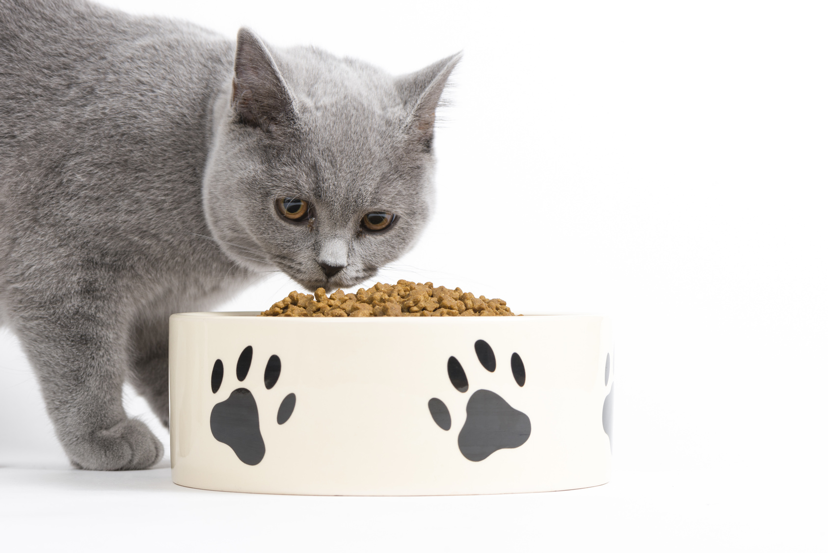 britisch kurzhaar katze frisst aus schüssel