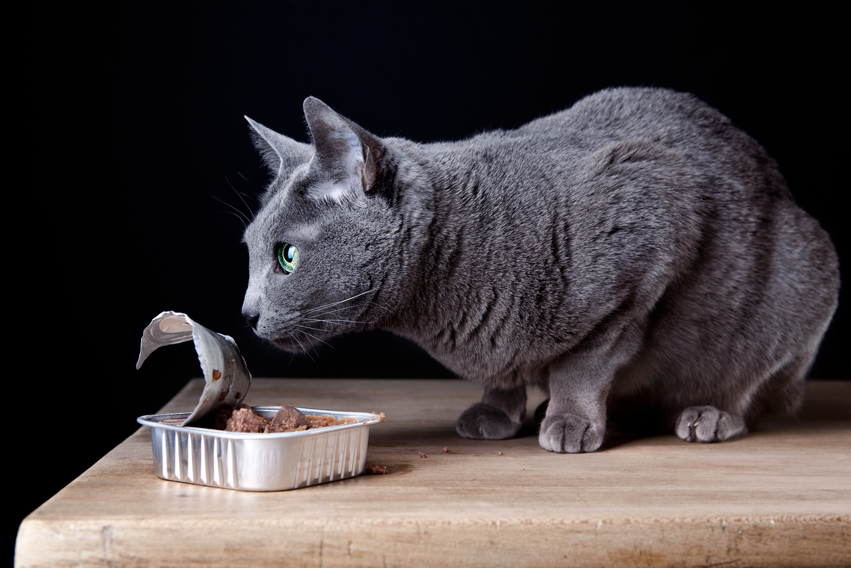 graue katze schnüffelt an katzenfutter