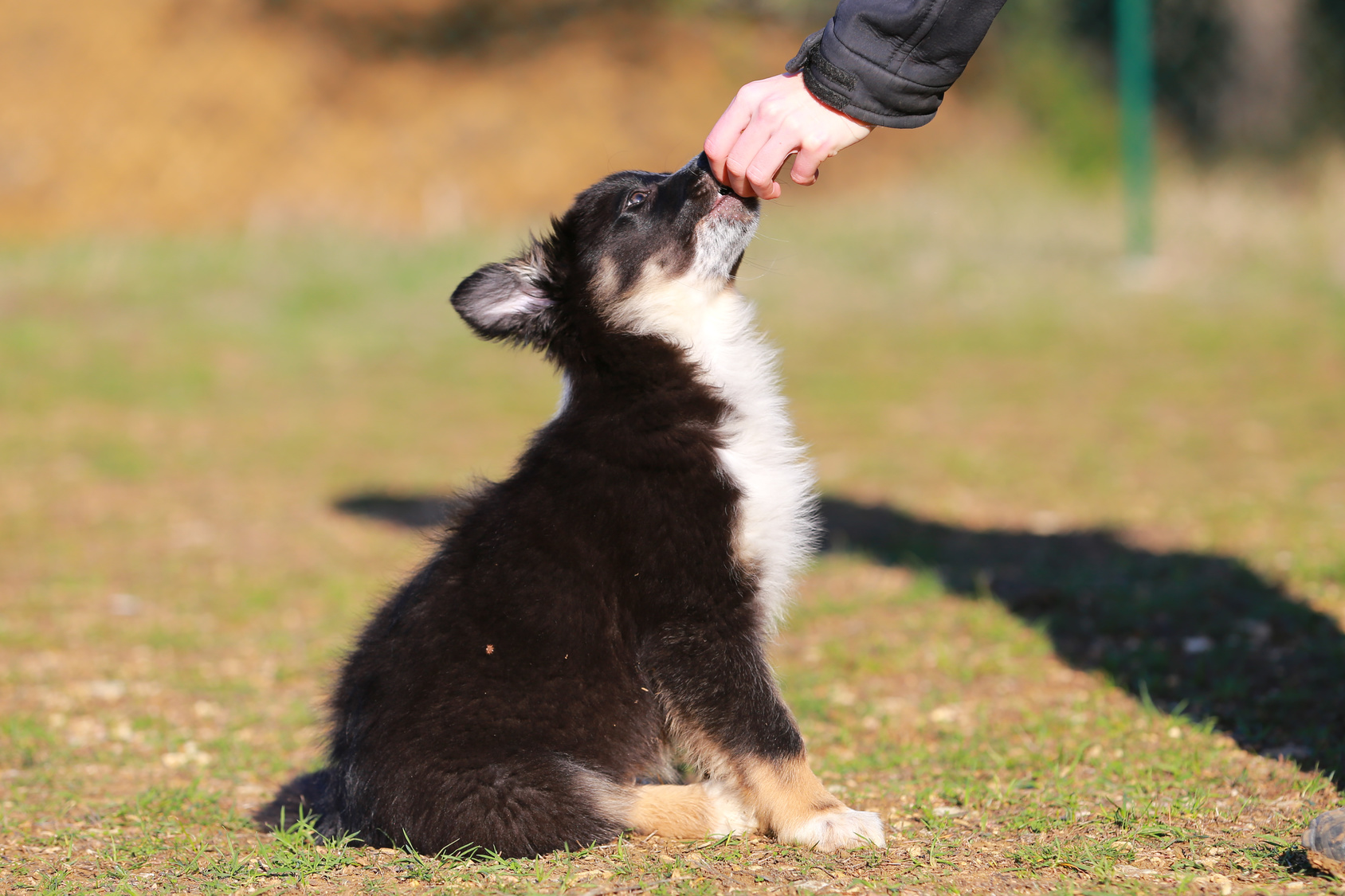 border collie welpe leckerli