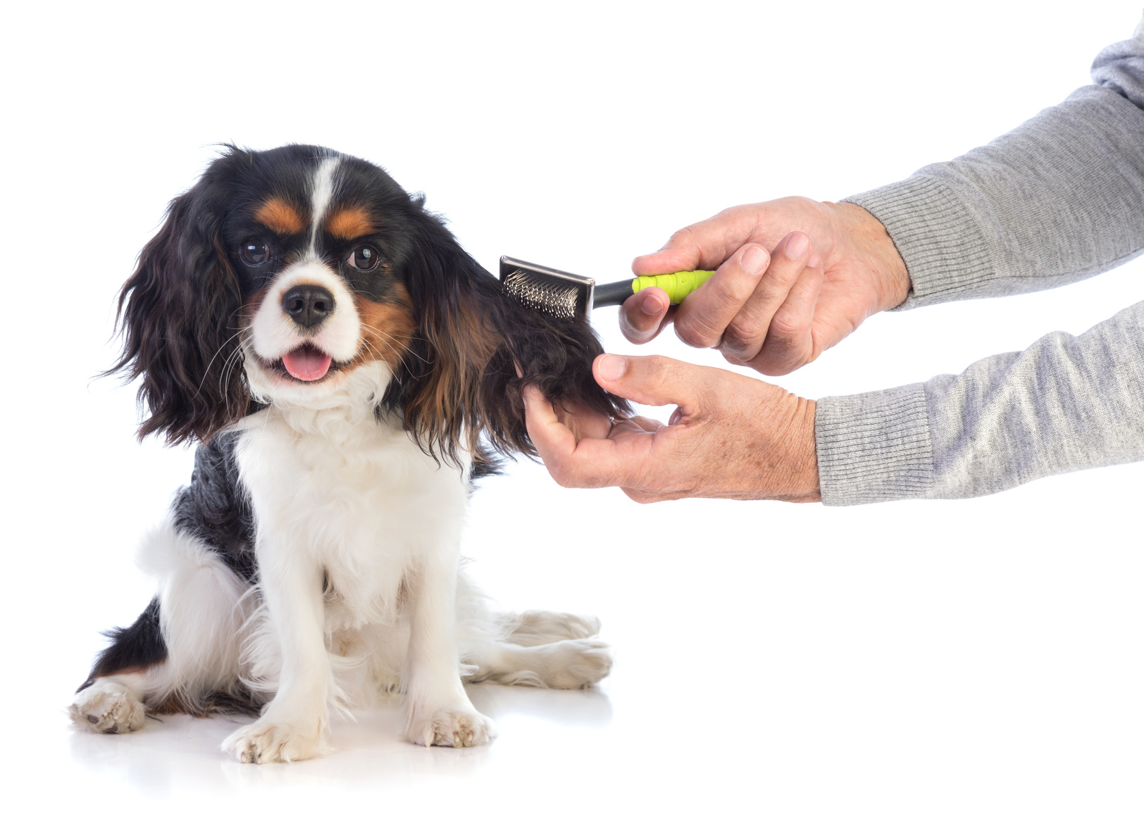 Cavalier King Charles španjel