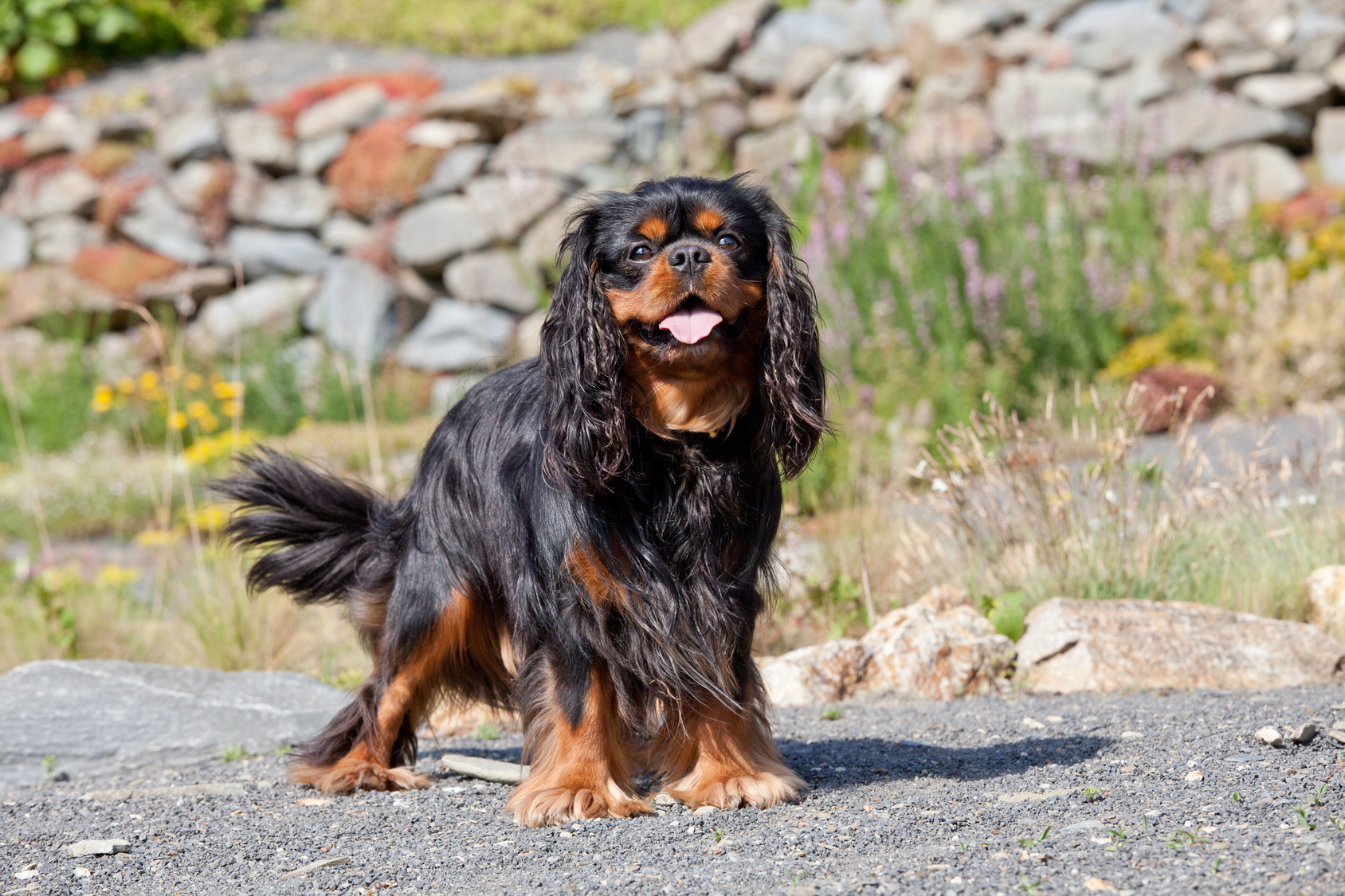 Cavalier King Charles španjel s črno dlako