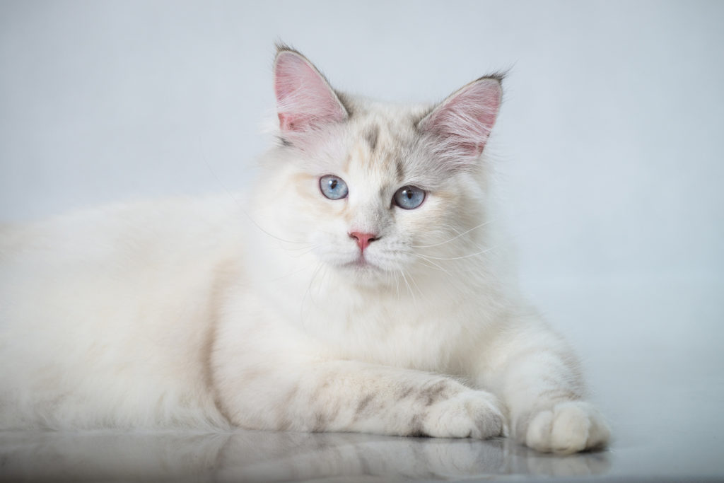 Bela sibirska mačka