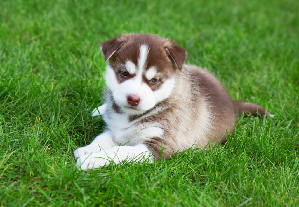 Sibirski husky