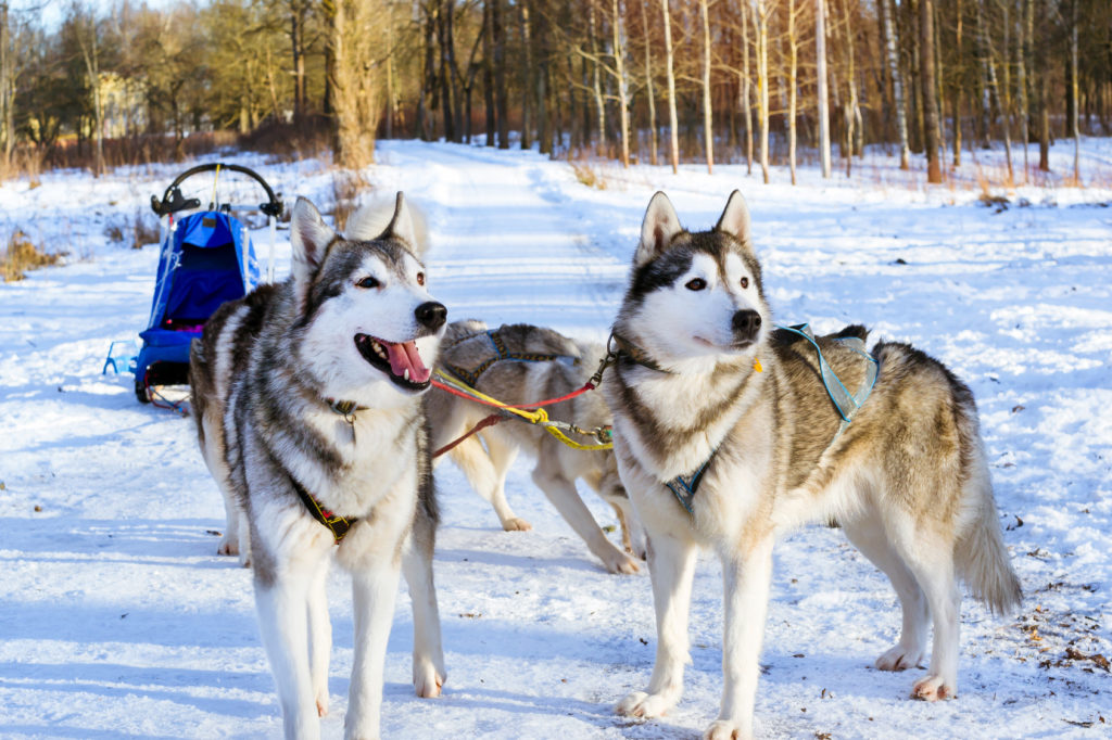 Sibirski husky